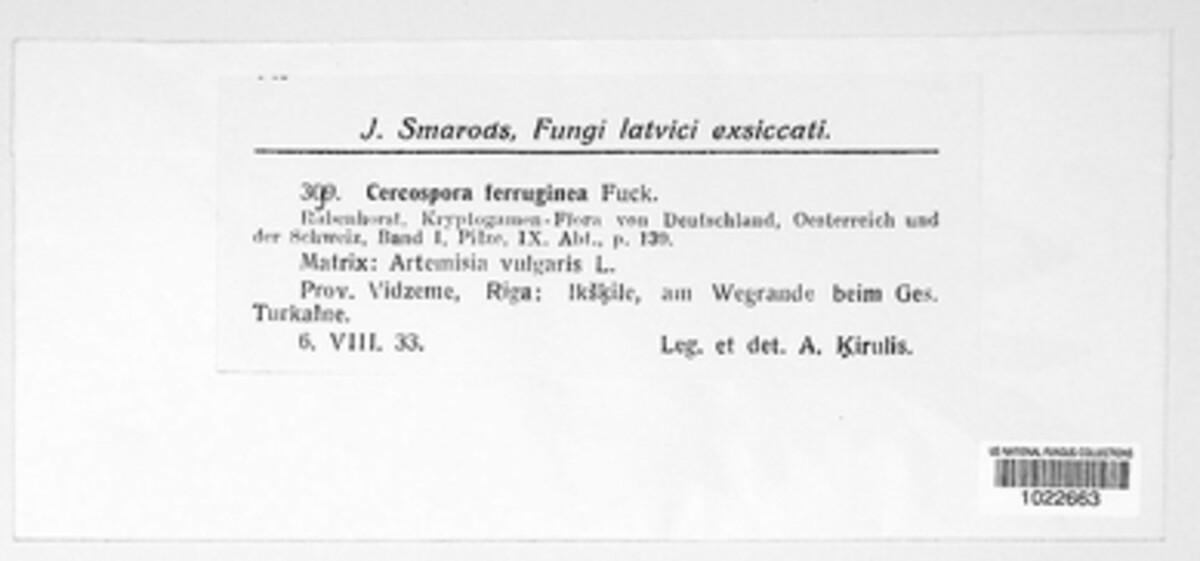 Ragnhildiana ferruginea image